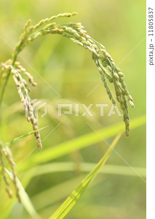 実りの季節 11805837