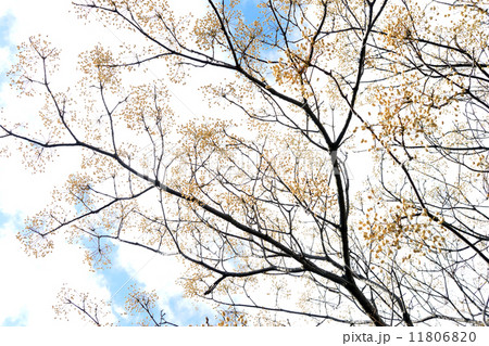 せんだんの実 11806820