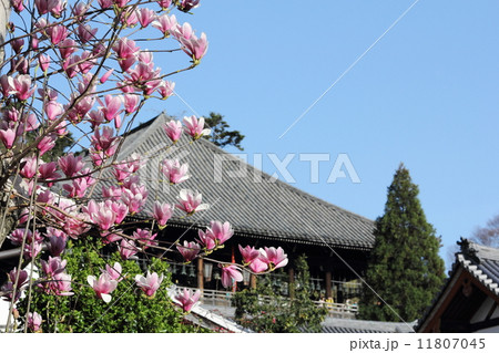 紫木蓮と東大寺二月堂 紫木蓮と東大寺二月堂 11807045