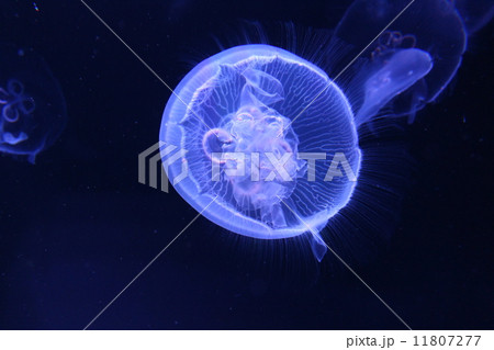 水槽のミズクラゲ 11807277