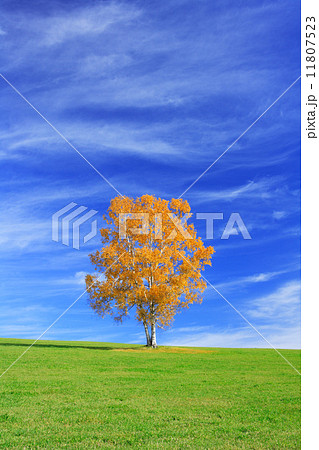 北海道　美瑛町　一本の木と紅葉 11807523