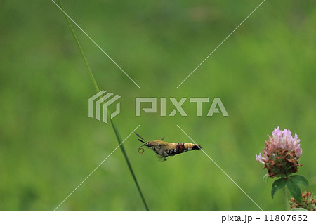 生き物　昆虫　オオスカシバ、口吻をたたんで次の花に一直線 11807662