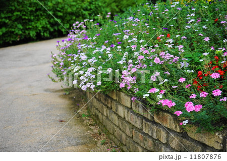 8月花　宿根バーベナ・クマツヅラ科08 11807876