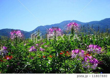 8月花　クレオメ・フウチョウソウ科28 11807880