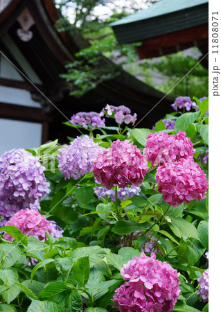 紫陽花 11808071