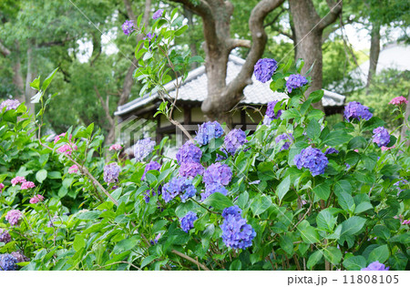 紫陽花 11808105