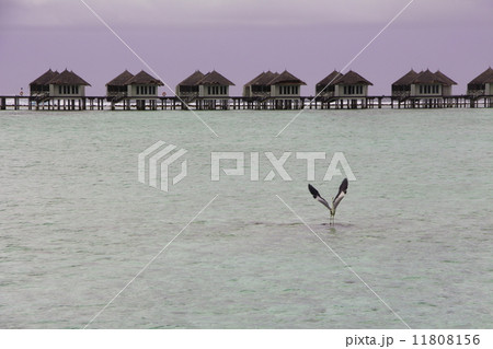 中州で羽ばたく水鳥 11808156
