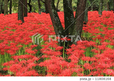 巾着田の彼岸花 巾着田の彼岸花 11808168