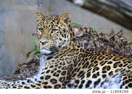 アムールヒョウ 11808266