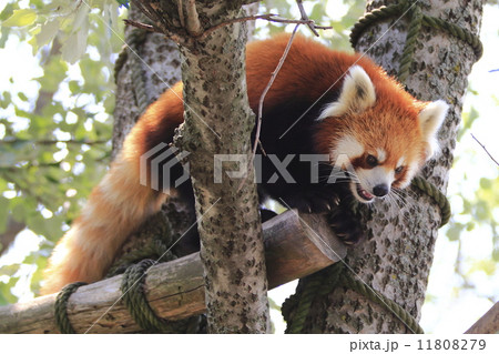 レッサーパンダ 11808279