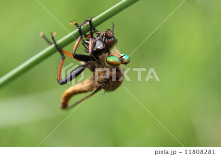 生き物 昆虫 アオメアブ マメコガネを捕える アブを嫌う人が多いようですが 結構害虫退治をして の写真素材