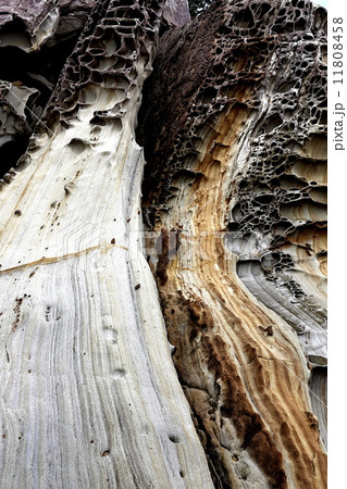 竜串海岸の奇岩 11808458