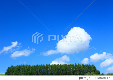 北海道 上富良野町 カラマツ林とちぎれ雲 北海道 上富良野町 カラマツ林とちぎれ雲 11808647