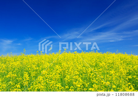 北海道 美瑛町 キガラシの花とすじ雲 北海道 美瑛町 キガラシの花とすじ雲 11808688