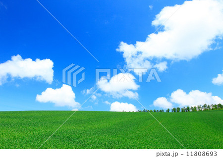 北海道　美瑛町　青麦畑と雲 11808693