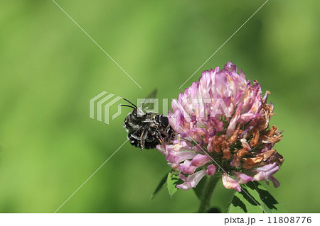 生き物　昆虫　アオスジハナバチ、多分交尾だと・・・。 11808776