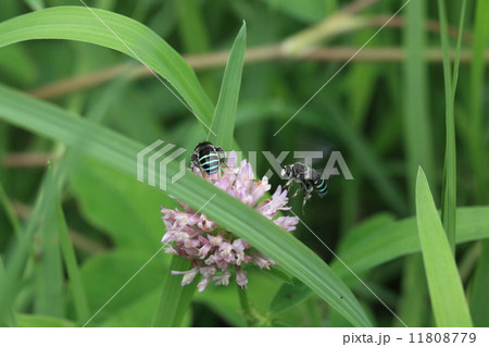 生き物 昆虫 アオスジハナバチ、一つの花に二匹がハチ合わせ 生き物 昆虫 アオスジハナバチ、一つの花に二匹がハチ合わせ 11808779