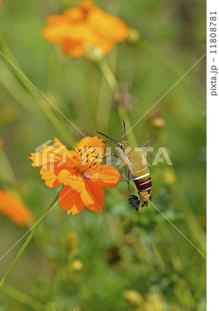 黄花コスモスから吸蜜するオオスカシバ 黄花コスモスから吸蜜するオオスカシバ 11808781