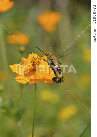 黄花コスモスから吸蜜するオオスカシバ 11808783