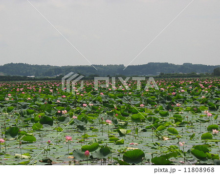 伊豆沼の蓮 Japan,Miyagi 伊豆沼の蓮 Japan,Miyagi 11808968
