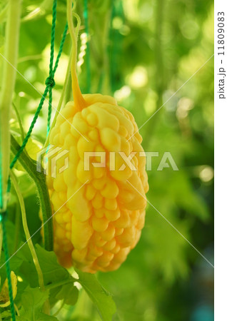 オレンジのゴーヤ（白） 11809083