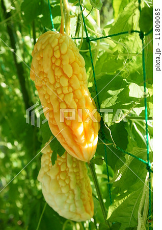 オレンジのゴーヤ（白） 11809085