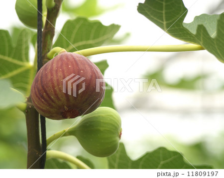 イチジク 11809197