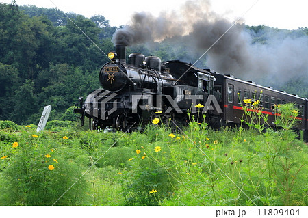 真岡鐵道「黄色いコスモスとSL」 11809404