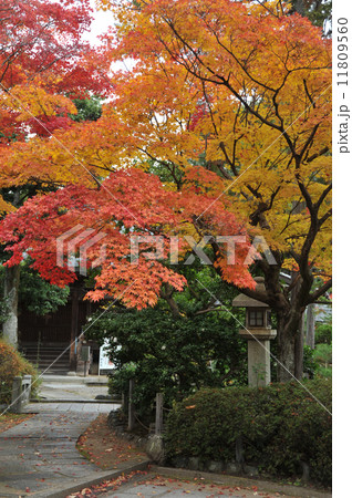 京都　神光院の秋 11809560