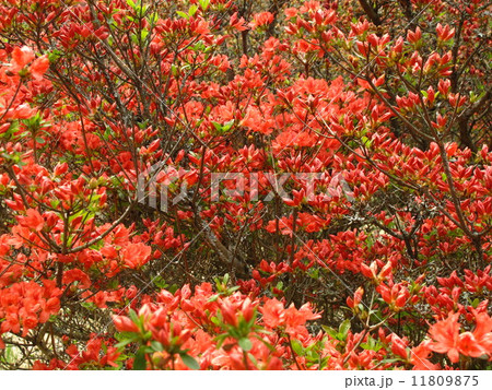 燃えるツツジ 燃えるツツジ 11809875
