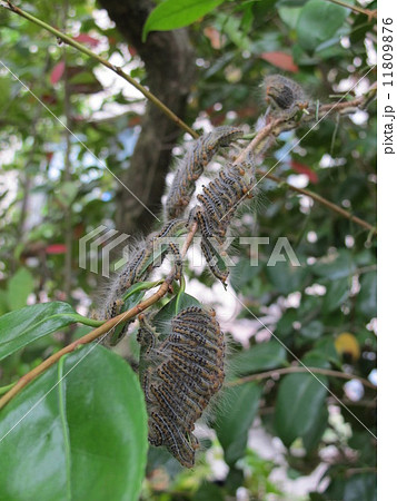 ドクガの幼虫 ドクガの幼虫 11809876