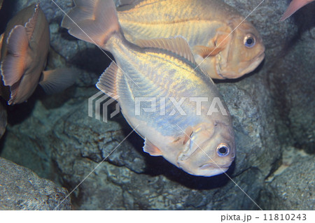 イボダイ 11810243