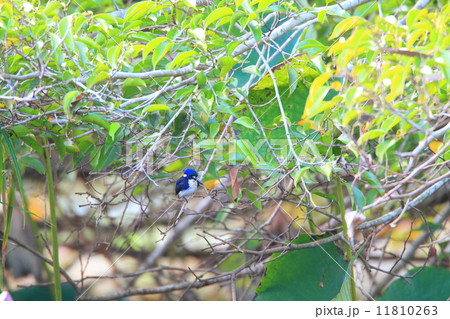 ヒメミツユビカワセミ ヒメミツユビカワセミ 11810263