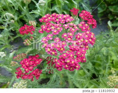 セイヨウノコギリソウ 11810932