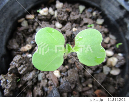 白菜の芽 白菜の芽 11811201