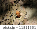 蝉の抜け殻 11811361