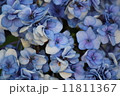 青いアジサイのアップ 11811367