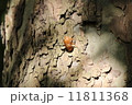 蝉の抜け殻 11811368