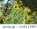 ひまわり 11811369