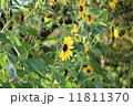 ひまわり 11811370