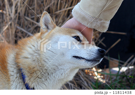 かわいい犬を撫でるの写真素材