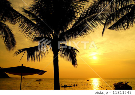 南国の夕日 南国の夕日 11811545
