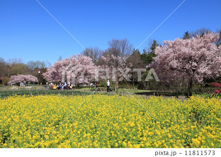 春の芦花公園 春の芦花公園 11811573