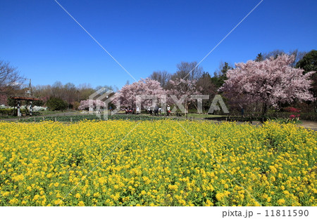 春の芦花公園 11811590