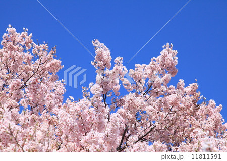 桜 桜 11811591