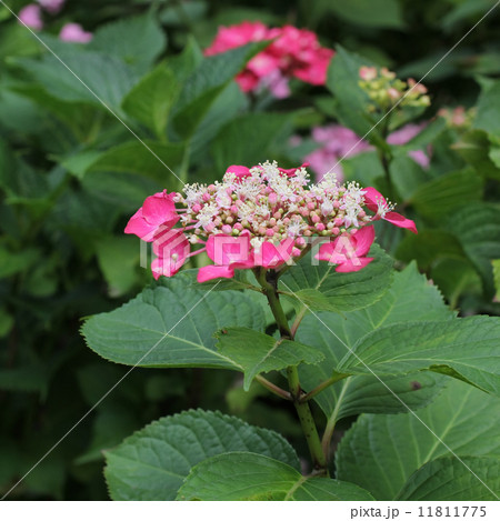 アジサイ アジサイ 11811775