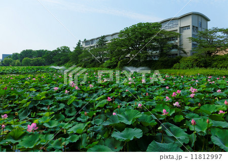 千秋公園の堀のハスの花と噴水 11812997