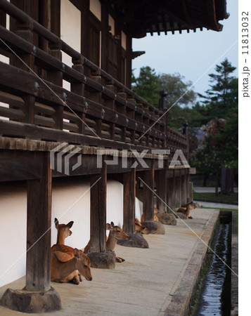 奈良公園　三月堂と鹿 11813032