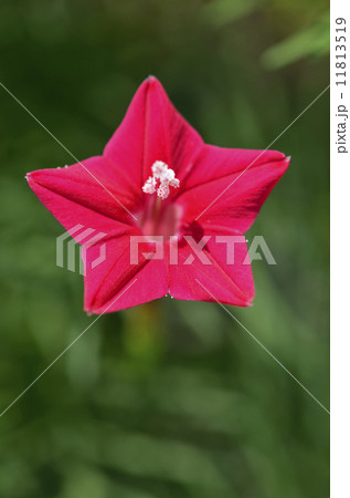 ルコウソウ（縷紅草） 11813519