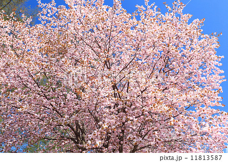 北海道 富良野 満開の桜 北海道 富良野 満開の桜 11813587